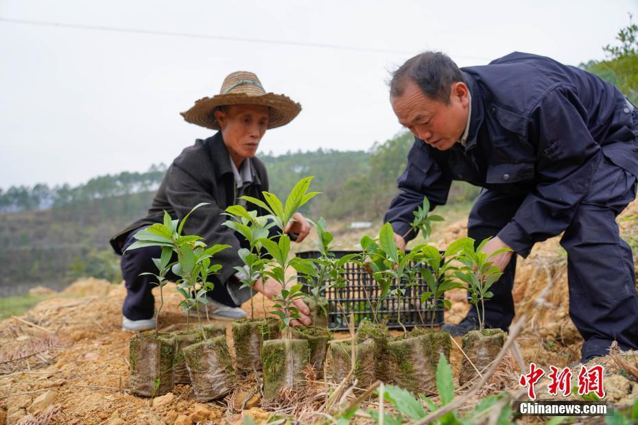 与树为伴几十载 贵州望谟大山里的护林员