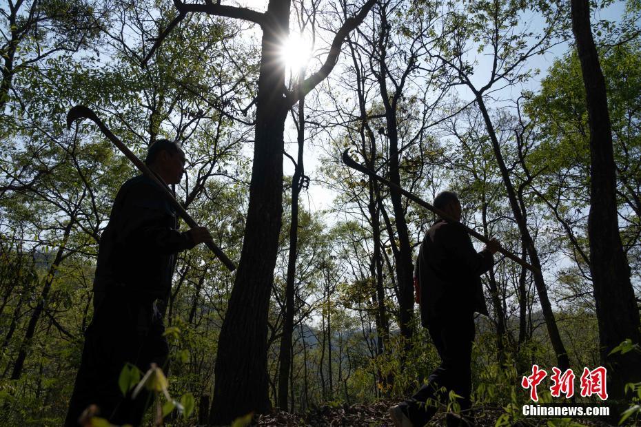 与树为伴几十载 贵州望谟大山里的护林员